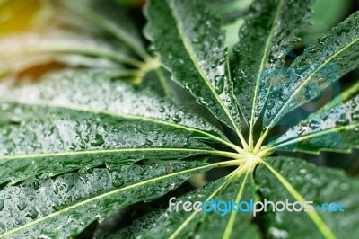 Leaves After Rain In Garden Stock Photo