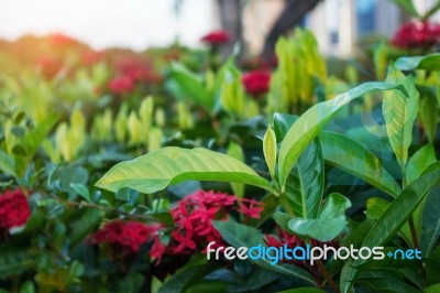 Leaves And Flowers In Park Stock Photo