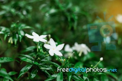 Leaves And Flowers In Rainy Season Stock Photo