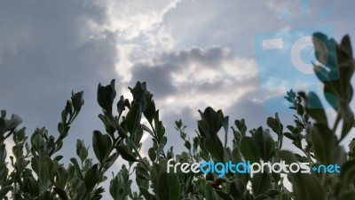 Leaves And The Sky Stock Photo