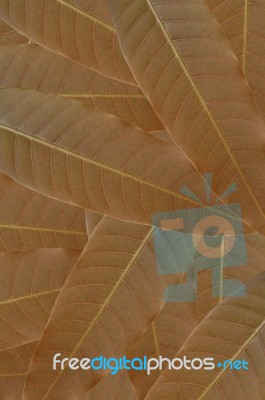 Leaves Background Stock Photo