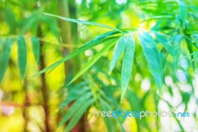 Leaves Bamboo Inside The Forest Stock Photo