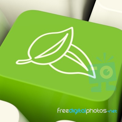 Leaves Icon Computer Key Stock Image