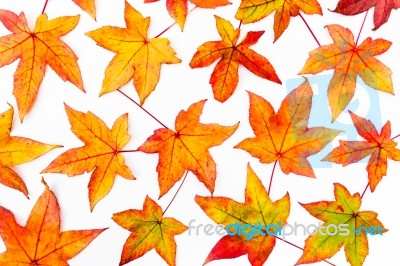 Leaves In Autumn Colors Stock Photo