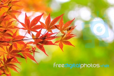 Leaves In Autumn Forest Background Stock Photo