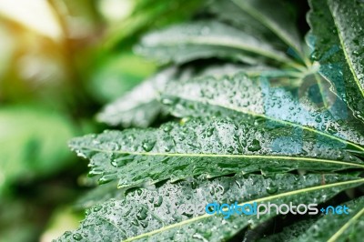 Leaves In Rainy Season Stock Photo