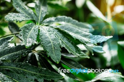 Leaves In Rainy Season Stock Photo