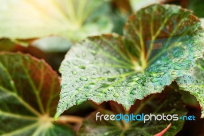 Leaves In The Rainy Season Stock Photo