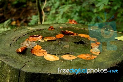 Leaves, Natural Drawing On Tree Trunk Stock Photo