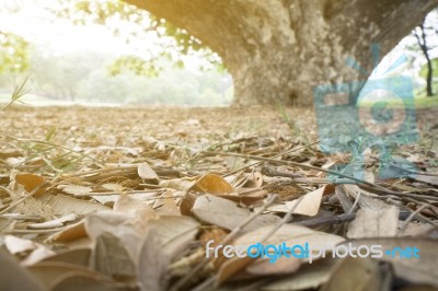 Leaves Of Big Tree In Green Park Stock Photo