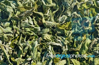 Leaves Of Dried Wild Mint Stock Photo