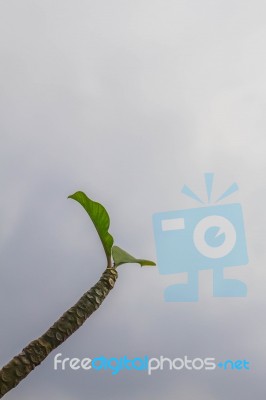 Leaves Of Frangipani Stock Photo