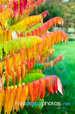 Leaves Of Velvet Tree In Fall Colors Stock Photo