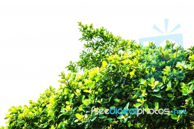 Leaves On A White Background Stock Photo