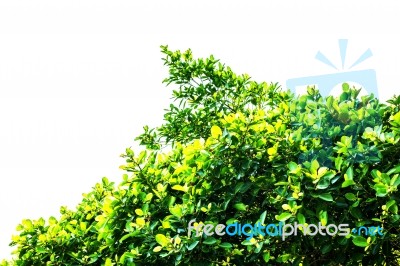 Leaves On A White Background Stock Photo