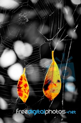 Leaves On Spider Webs Stock Photo