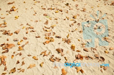 Leaves On The Beach Stock Photo