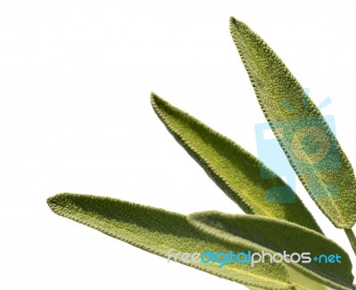 Leaves Sage Tea Stock Photo