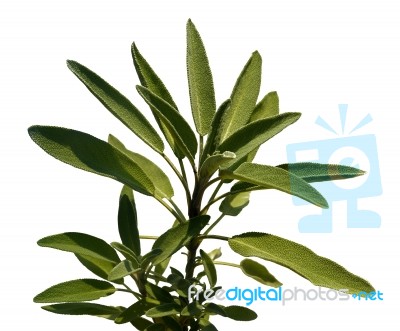 Leaves Sage Tea Stock Photo