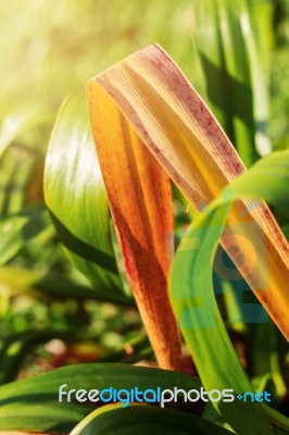 Leaves With Green Nature Stock Photo