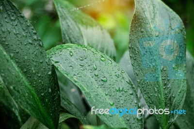 Leaves With Water Drops After Rain Stock Photo