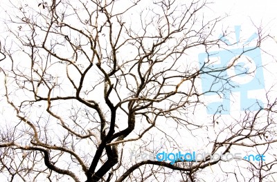 Leavesless Tree Stock Photo