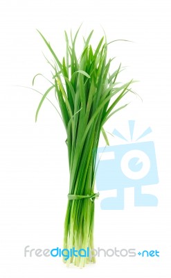 Leek  Stock Photo