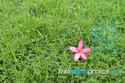 Leelavadee, Plumeria, Tropical Flower On Grass Field Stock Photo