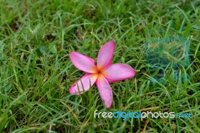 Leelavadee, Plumeria, Tropical Flower On Grass Field Stock Photo