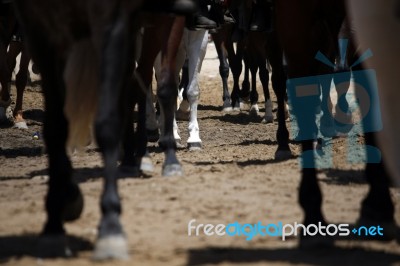 Legs Of Horses Stock Photo