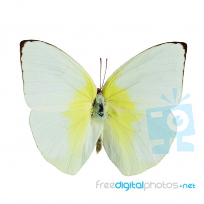 Lemon Emigrant Butterfly Stock Photo