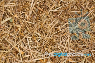 Lemon Grass Stock Photo