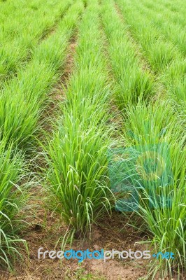 Lemon Grass Plant Stock Photo