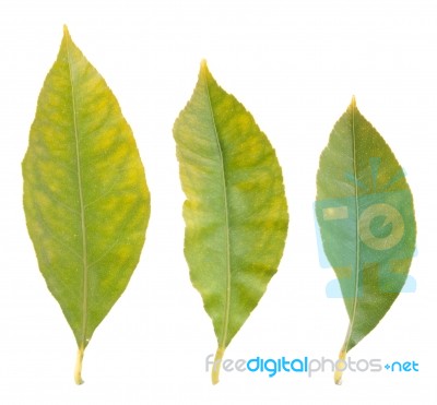 Lemon Leafs Stock Photo