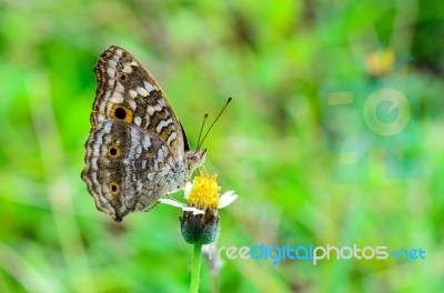 Lemon Pansy, Close Up Of A Brown Butterfly Stock Photo