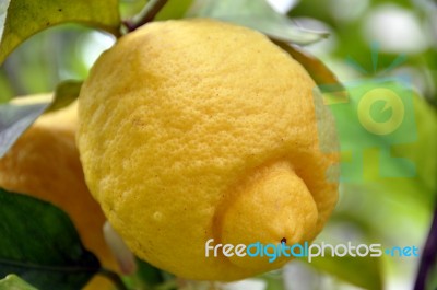 Lemon Tree 1 Stock Photo