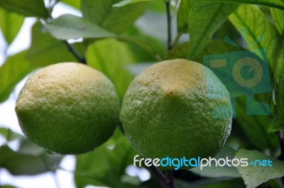 Lemon Tree 2 Stock Photo