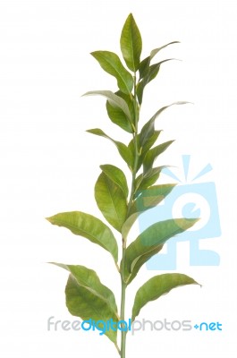 Lemon Tree Branch Stock Photo