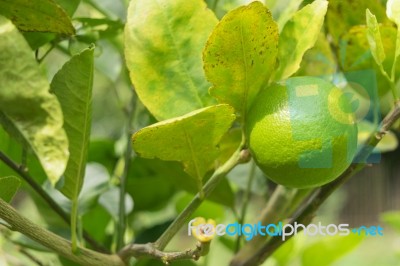 Lemons Hanging On Tree Stock Photo