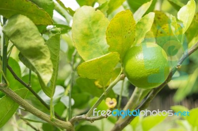 Lemons Hanging On Tree Stock Photo