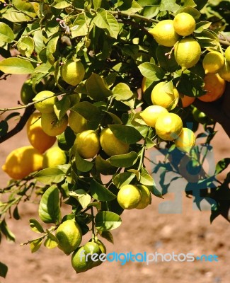 Lemons In Lemon Tree Stock Photo