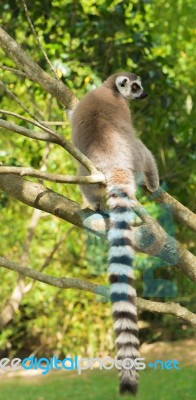 Lemur By Itself In A Tree During The Day Stock Photo