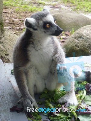 Lemur On The Lookout Stock Photo