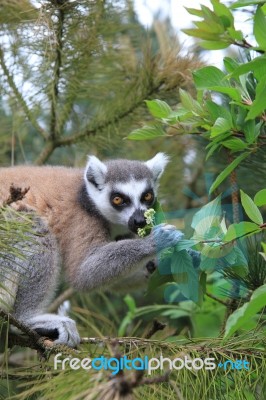 Lemur Smelling A Flower Stock Photo