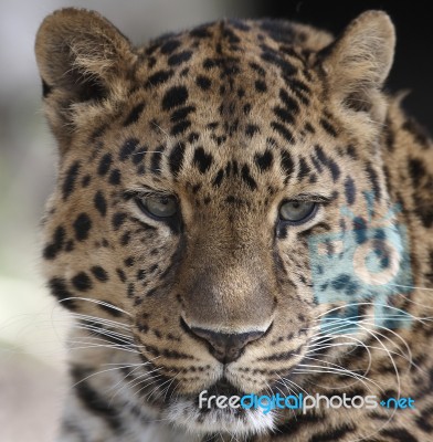 Leopard Stock Photo