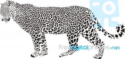 Leopard Stock Image