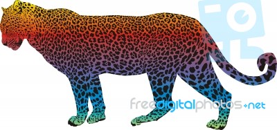 Leopard Stock Image