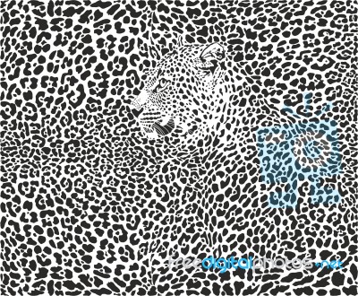 Leopard Background Stock Image