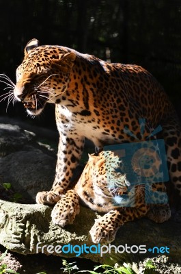 Leopard Breeding Stock Photo