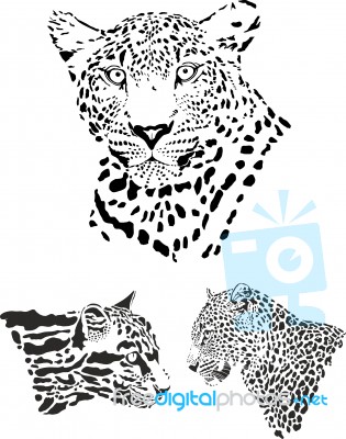 Leopard Heads Stock Image